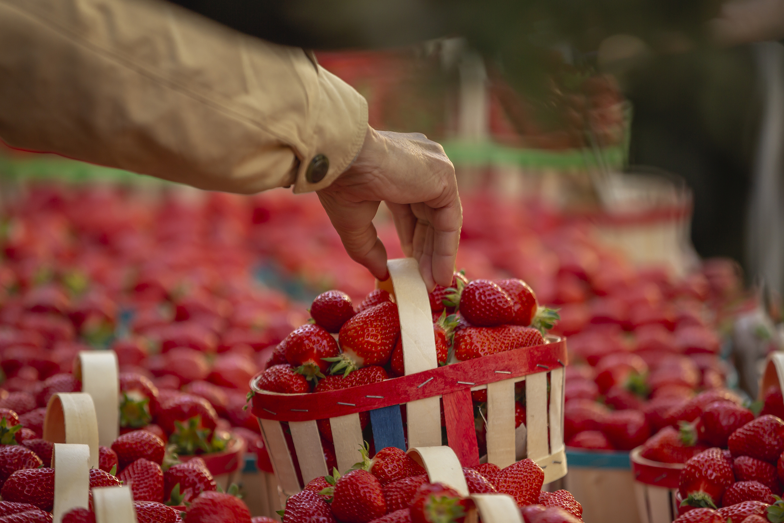 Fête de la Fraise